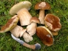 cep-selection3-jpeg