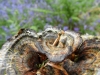 sam_2599_0