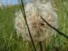 Hawksbeard at Kenfig Pool